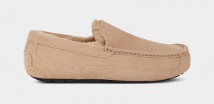 Brown Ugg Ascot Men's Slippers | South Africa-2970418