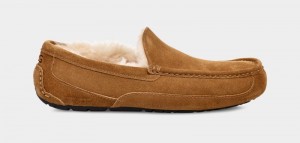 Brown Ugg Ascot Men's Slippers | South Africa-4695803