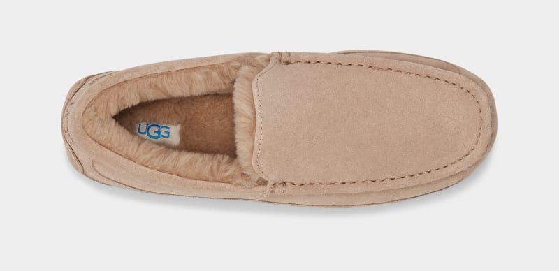 Brown Ugg Ascot Men's Slippers | South Africa-2970418