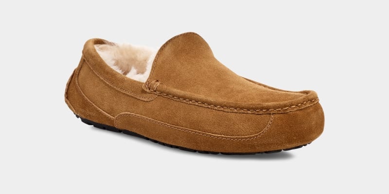 Brown Ugg Ascot Men's Slippers | South Africa-4695803