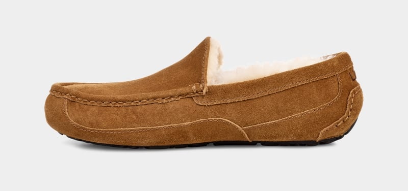 Brown Ugg Ascot Men's Slippers | South Africa-4695803