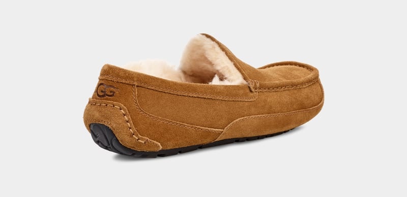 Brown Ugg Ascot Men's Slippers | South Africa-4695803