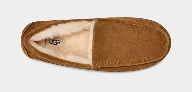 Brown Ugg Ascot Men's Slippers | South Africa-4695803