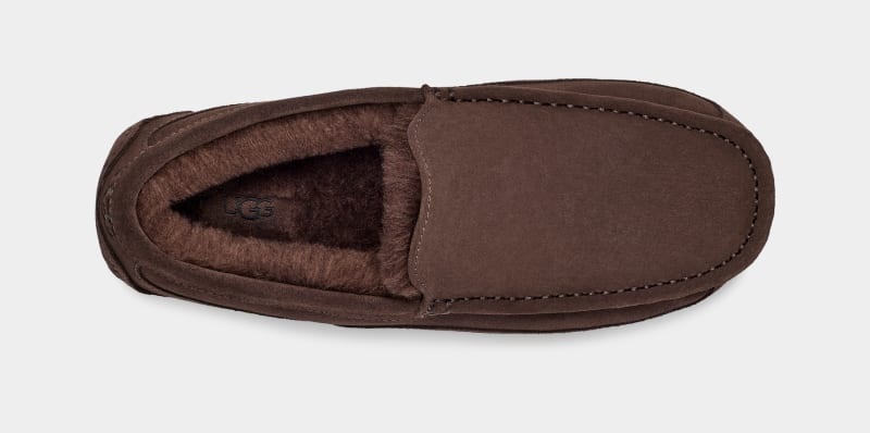 Deep Brown Ugg Ascot Men's Slippers | South Africa-7109824