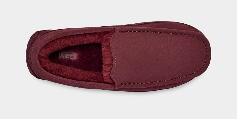 Purple Ugg Ascot Men's Slippers | South Africa-2784561