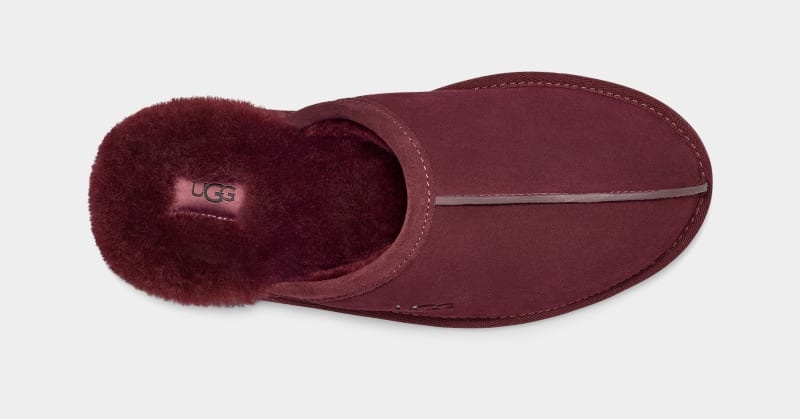 Purple Ugg Scuff Men's Slippers | South Africa-1062458